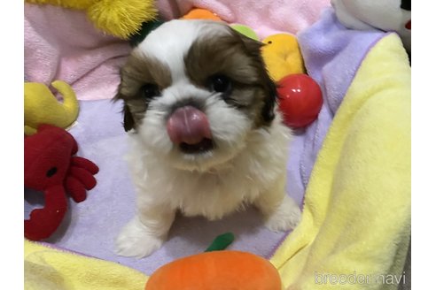 成約済の京都府のシーズー-320535の3枚目