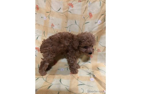 成約済の兵庫県のトイプードル-319017の2枚目