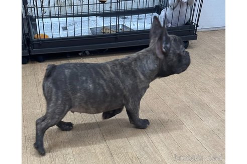 成約済の千葉県のフレンチブルドッグ-317892の4枚目