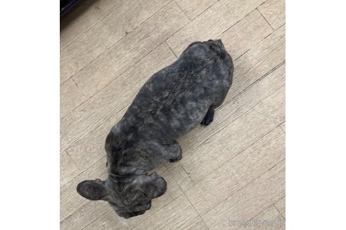 成約済の千葉県のフレンチブルドッグ-314175の5枚目