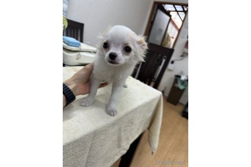 成約済の千葉県のチワワ(ロングコート)-315669の11枚目