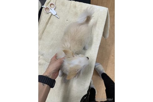 成約済の千葉県のチワワ(ロングコート)-315669の10枚目