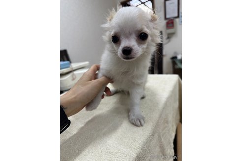 成約済の千葉県のチワワ(ロングコート)-315669の8枚目