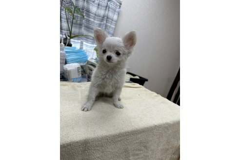 成約済の千葉県のチワワ(ロングコート)-315665の9枚目