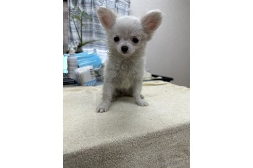 成約済の千葉県のチワワ(ロングコート)-315665の7枚目