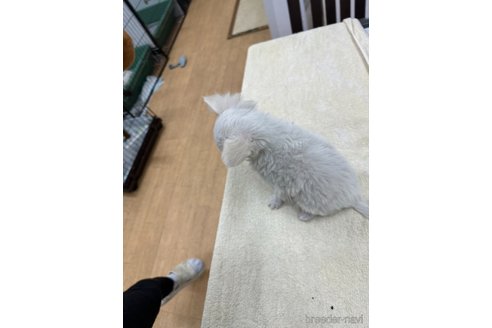 成約済の千葉県のチワワ(ロングコート)-315665の8枚目