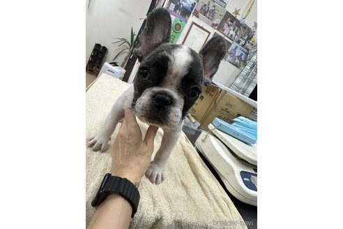 成約済の千葉県のフレンチブルドッグ-320572