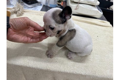成約済の千葉県のフレンチブルドッグ-320574の15枚目