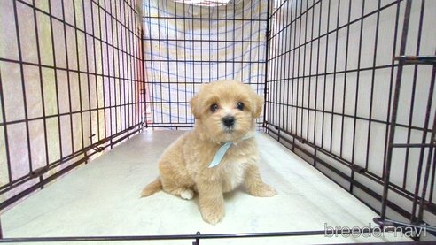 成約済の茨城県のマルプー:マルチーズ×トイプードル-320576の1枚目