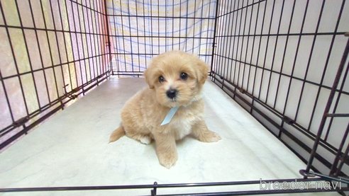 成約済の茨城県のマルプー:マルチーズ×トイプードル-320576の3枚目
