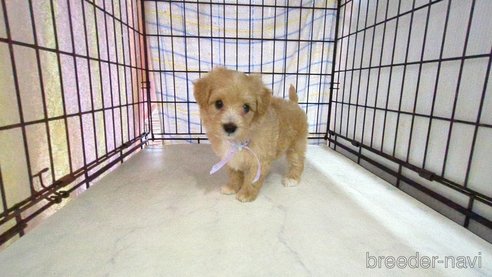成約済の茨城県のマルプー:マルチーズ×トイプードル-320578の4枚目