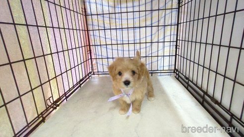 成約済の茨城県のマルプー:マルチーズ×トイプードル-320578の1枚目