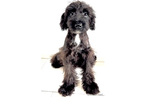 成約済の奈良県のミックス犬-301886の3枚目