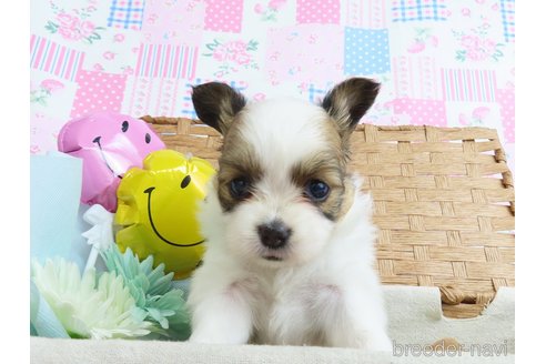 成約済の千葉県のパピヨン-320584の9枚目