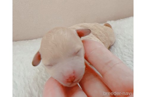 成約済の茨城県のティーカッププードル-320588の24枚目