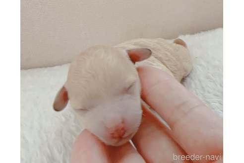 成約済の茨城県のティーカッププードル-320588の23枚目