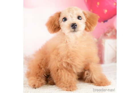 成約済の埼玉県のタイニープードル-320591の5枚目