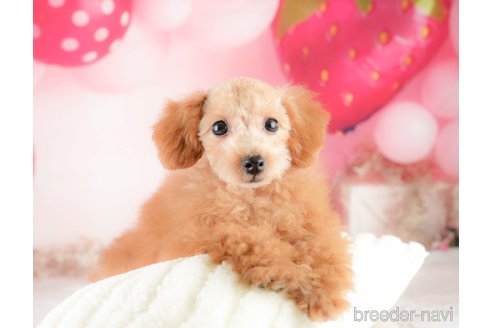 成約済の埼玉県のタイニープードル-320591の3枚目