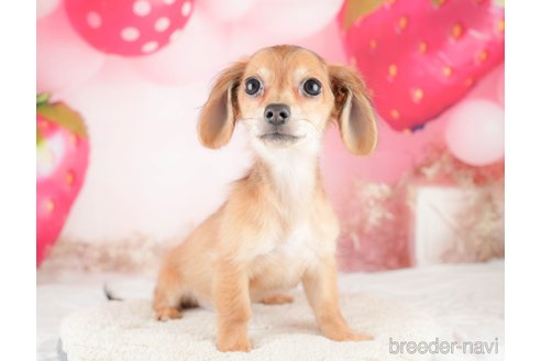 成約済の埼玉県のチワックス:チワワ×ミニチュアダックスフンド-320592の4枚目