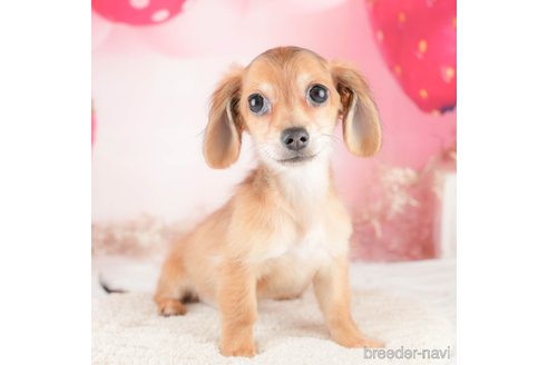 成約済の埼玉県のチワックス:チワワ×ミニチュアダックスフンド-320592の2枚目