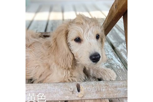 成約済の埼玉県のダップー:ミニチュアダックスフンド×トイプードル-312200の5枚目