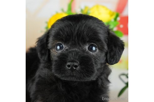 成約済の埼玉県のチワプー:チワワ×トイプードル-320603