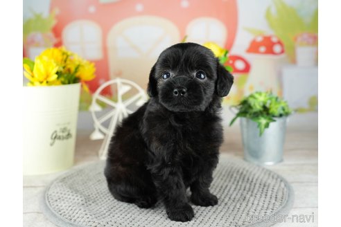 成約済の埼玉県のチワプー:チワワ×トイプードル-320603の2枚目