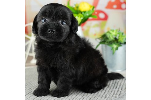 成約済の埼玉県のチワプー:チワワ×トイプードル-320603の4枚目