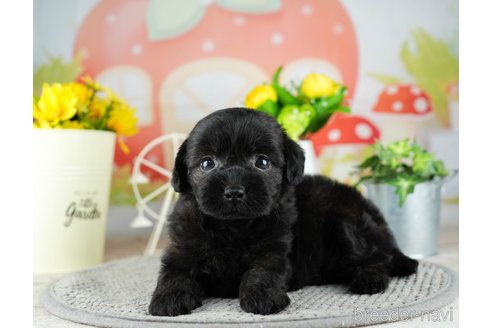 成約済の埼玉県のチワプー:チワワ×トイプードル-320603の3枚目