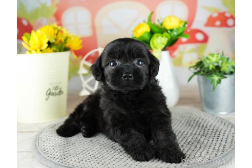 成約済の埼玉県のチワプー:チワワ×トイプードル-320603の5枚目