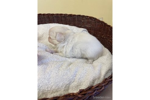 成約済の愛知県のチワワ(ロングコート)-320620の4枚目