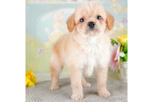 成約済の埼玉県のチワプー:チワワ×トイプードル-320619の1枚目