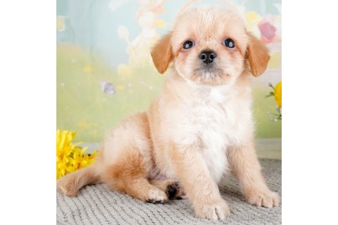 成約済の埼玉県のチワプー:チワワ×トイプードル-320619の4枚目