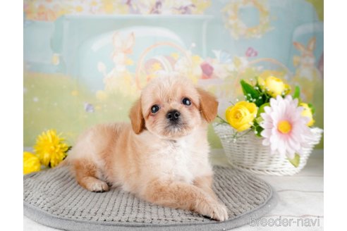 成約済の埼玉県のチワプー:チワワ×トイプードル-320619の5枚目