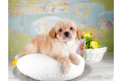 成約済の埼玉県のチワプー:チワワ×トイプードル-320619の2枚目