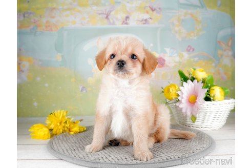 成約済の埼玉県のチワプー:チワワ×トイプードル-320619の3枚目