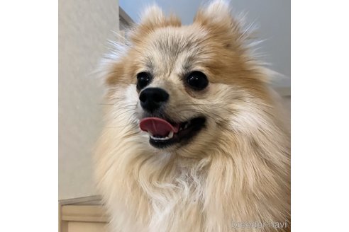 シャンちゃん1枚目