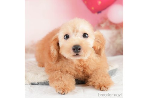 成約済の埼玉県のトイプードル-320624の1枚目