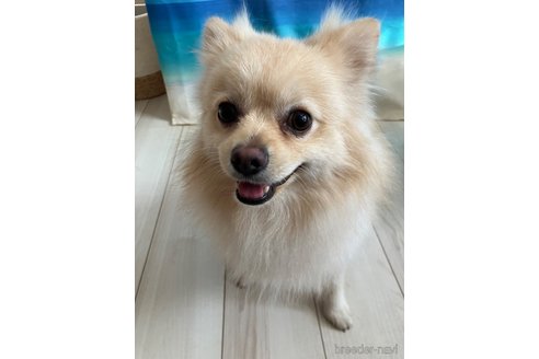 ののポメラニアン-