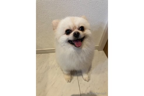 わたあめくん1枚目