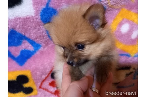 成約済の福岡県のポメラニアン-318173の8枚目