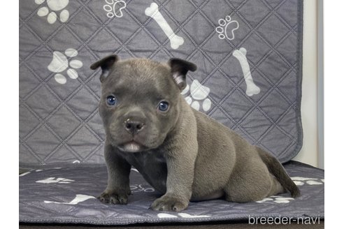 成約済の茨城県のエキゾチックブリー-320094の8枚目