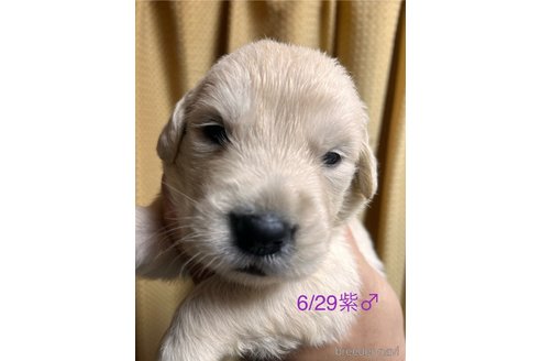 成約済の愛知県のゴールデンレトリーバー-318220の11枚目