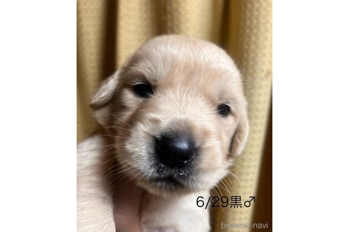 成約済の愛知県のゴールデンレトリーバー-320643の3枚目
