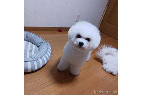 こめこちゃん1枚目