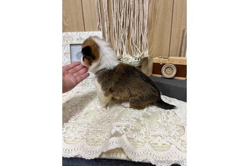 成約済の愛媛県のウェルシュコーギーペンブローク-320669の2枚目