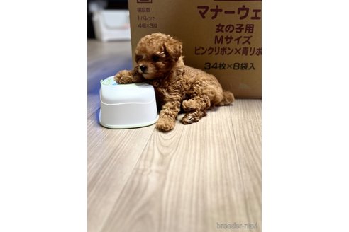 成約済の福岡県のティーカッププードル-315530の8枚目