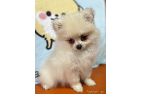 成約済の大阪府のポメラニアン-318895の4枚目