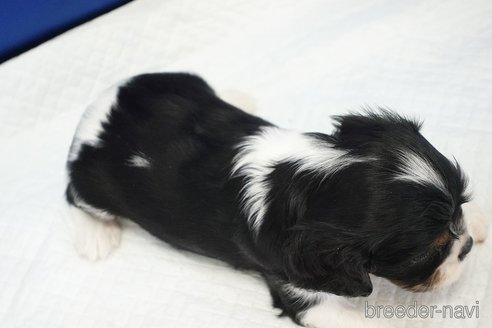 成約済の愛知県のキャバリアキングチャールズスパニエル-320697の8枚目
