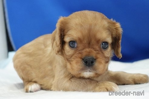 成約済の愛知県のキャバリアキングチャールズスパニエル-320704の15枚目